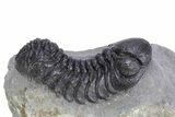 Detailed Austerops Trilobite - Ofaten, Morocco #359599-2